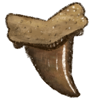 a drawing of a fossilized shark tooth 